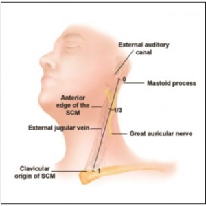 Figure 4. Diagrammatic representation of a distance ratio used to locate the great auricular nerve at its most superficial location. SCM, sternocleidomastoid.